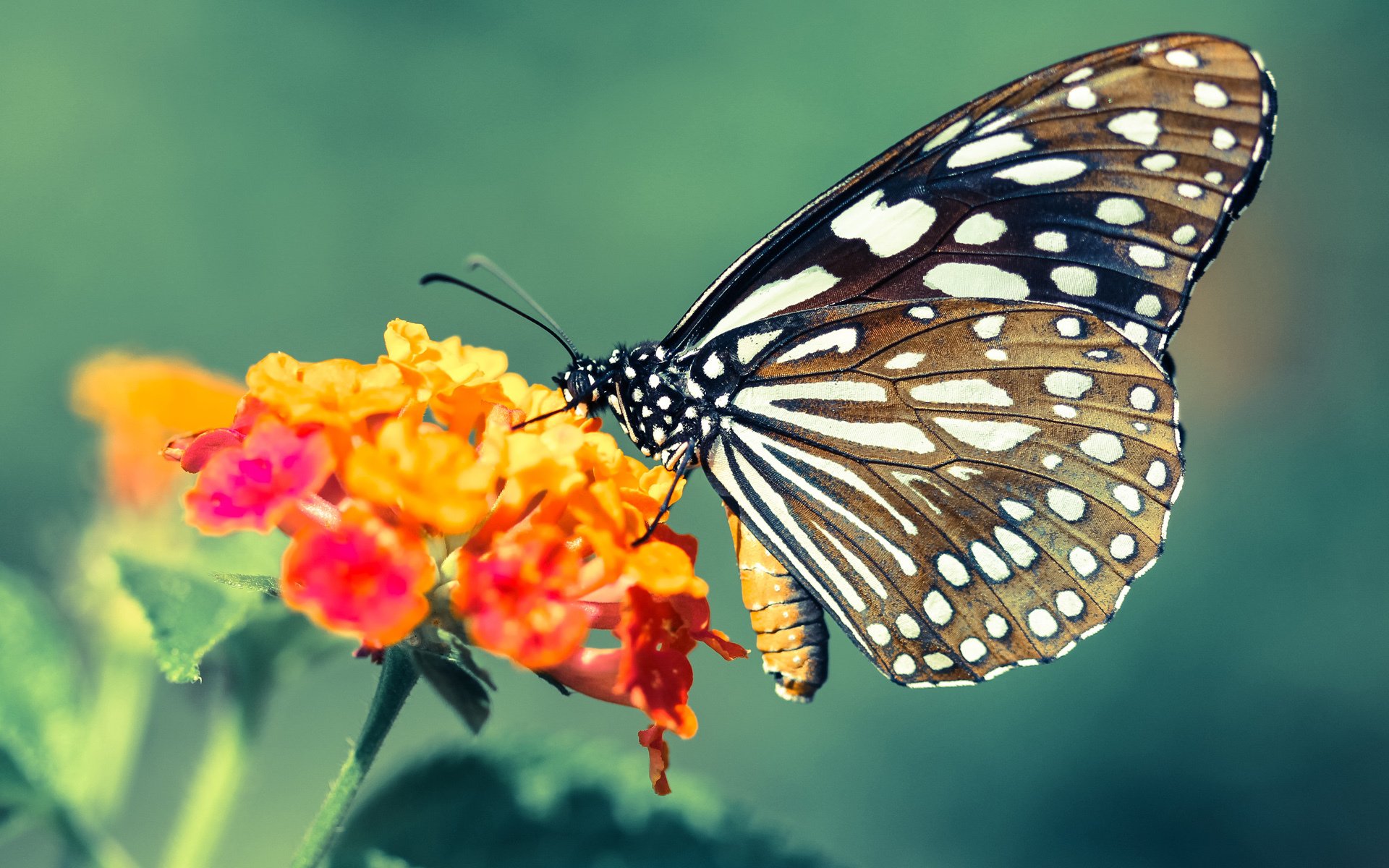 《AI驱动的战术分析:新思路助力职业战队》,ai芯片驱动