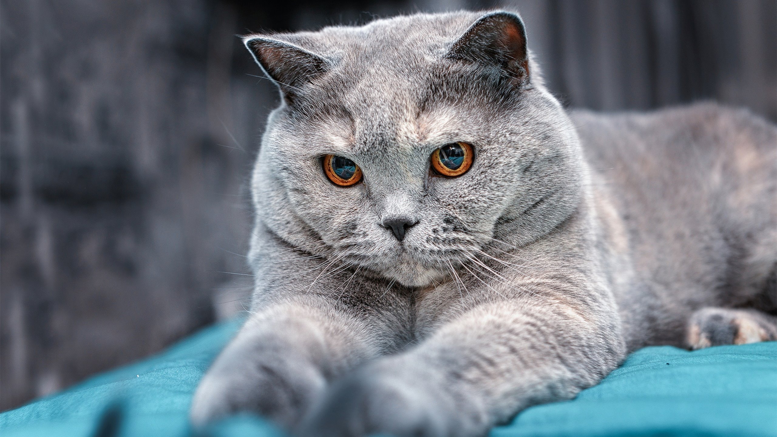 开云体育官方-“西甲战火不断,豪门激战点燃赛场热情”,西甲豪门球队