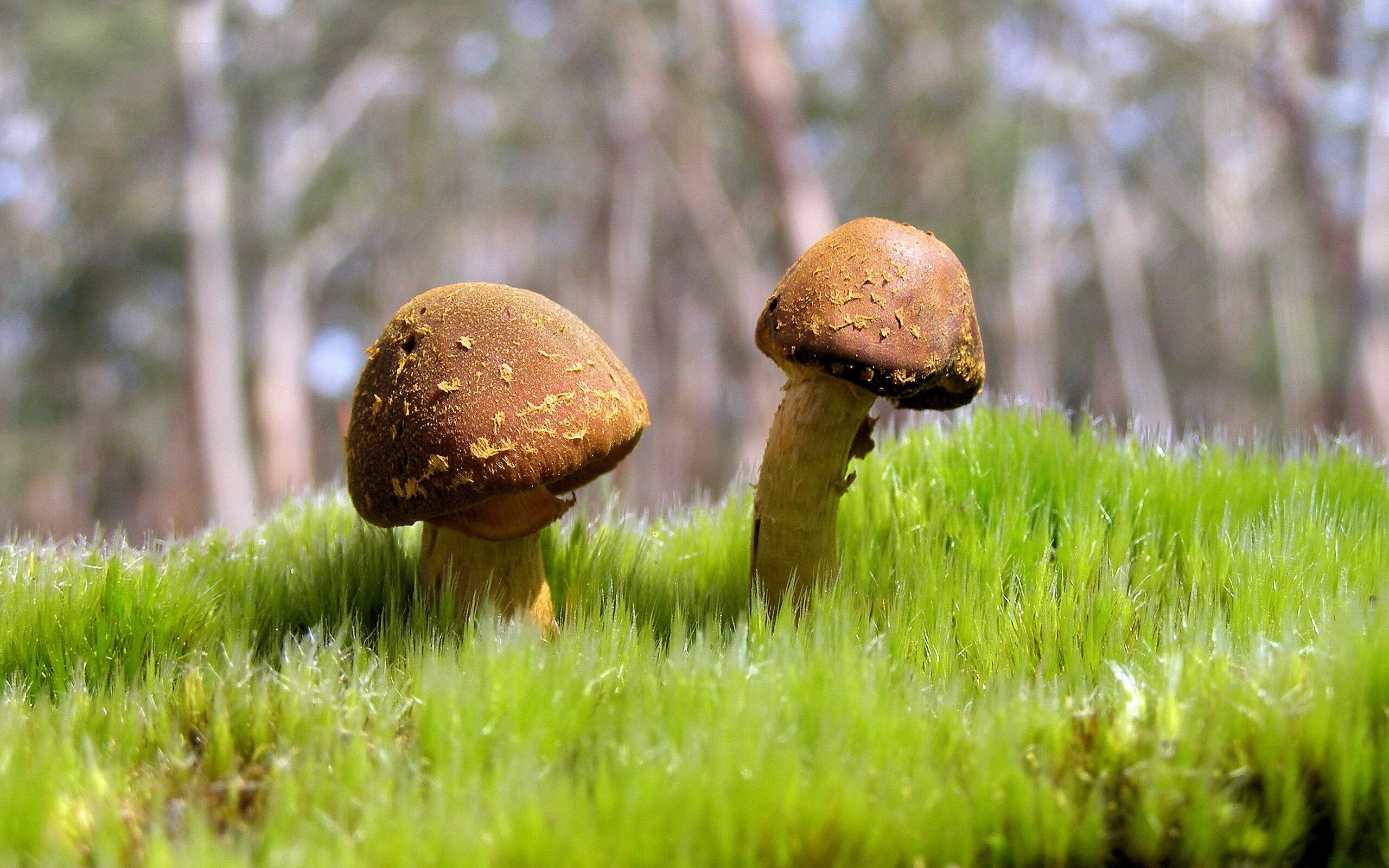 开云在线直播-“青少年足球锦标赛点燃青涩梦想,未来之星崭露头角”,2020青少年足球邀请赛