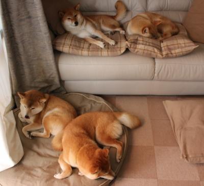 克罗地亚马术协会设立“Sinjska Alka”奖学金，支持传统马术研究。