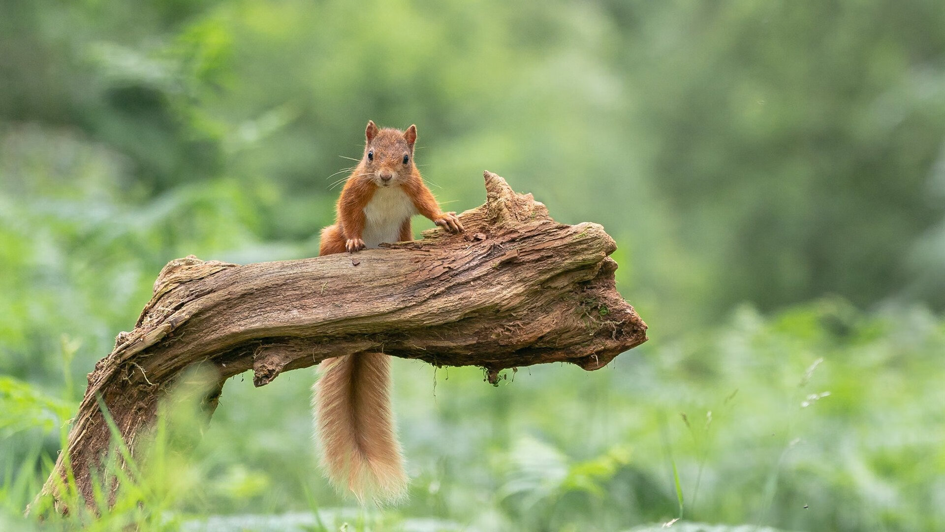 史上最精彩的“团队合作”集锦:配合到极致的战术奇迹,团队合作下一句是什么