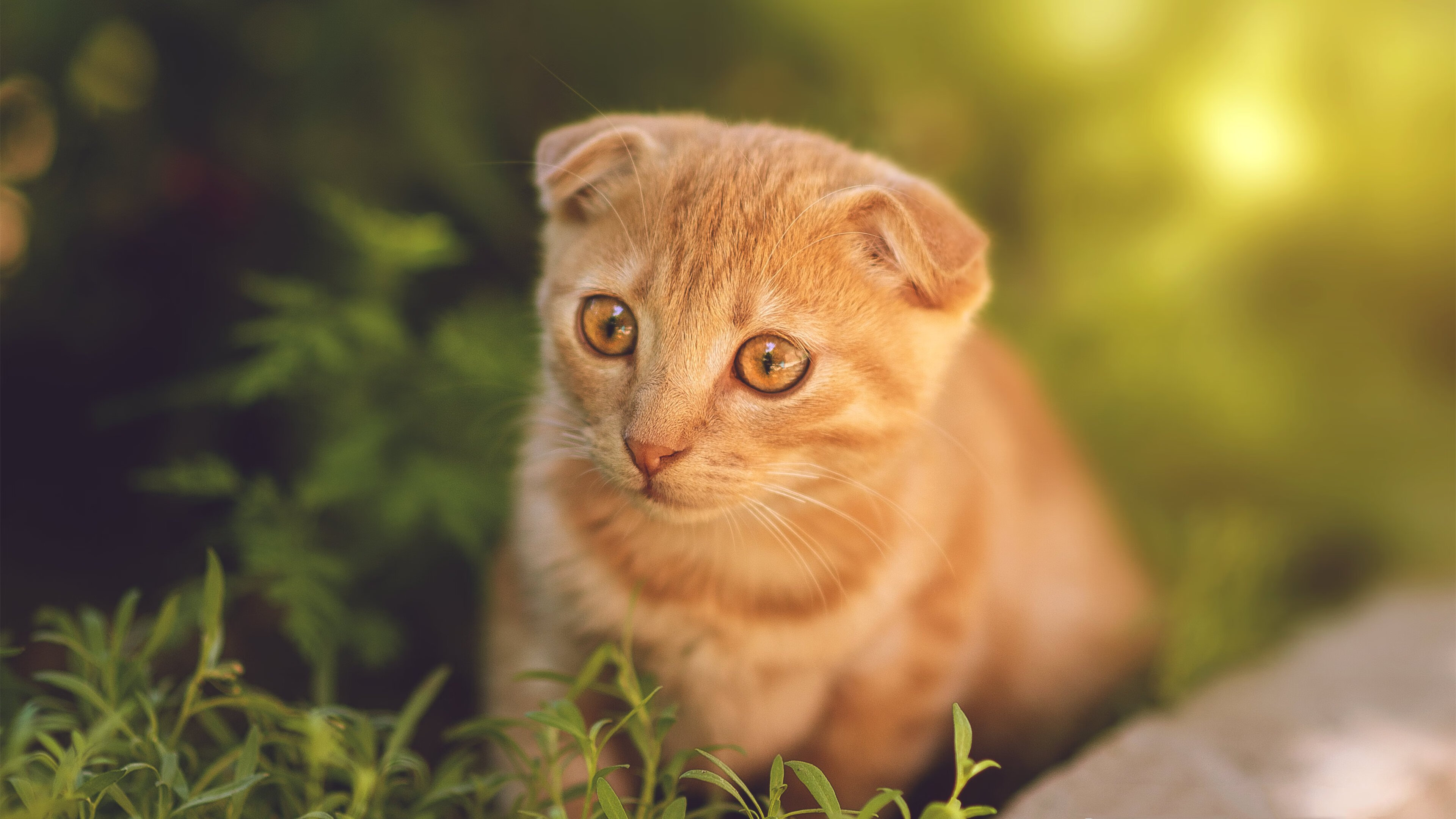 哈兰德连续23场破门,英超火力全开再创新高,哈兰德未来锁定六大顶豪_3英2西1意 切